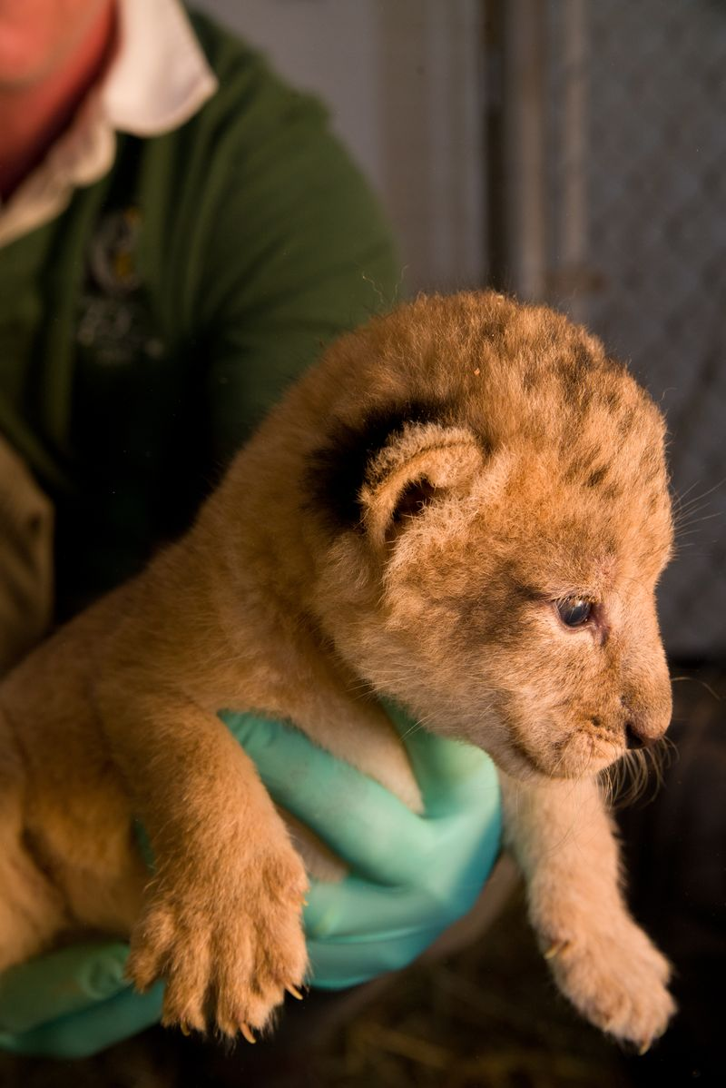 Illustration for article titled ZOMG BABY LIONS!!!